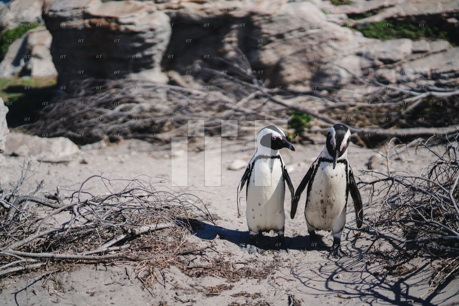 Two African penguins standing together among granite boulders and driftwood