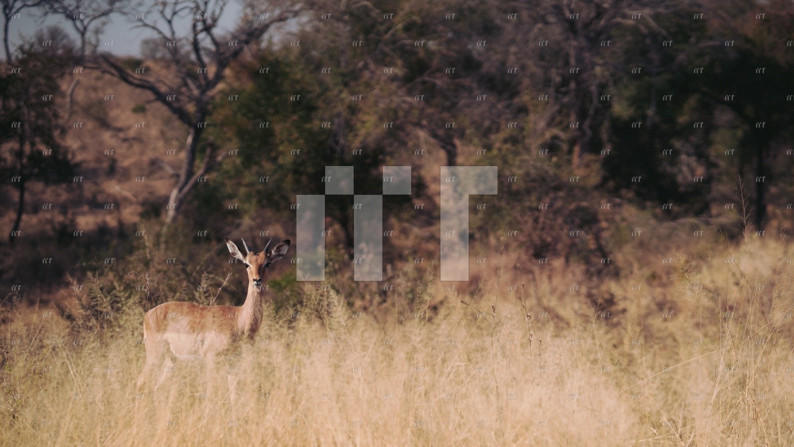 An antelope standing in tall golden grass at the edge of woodland