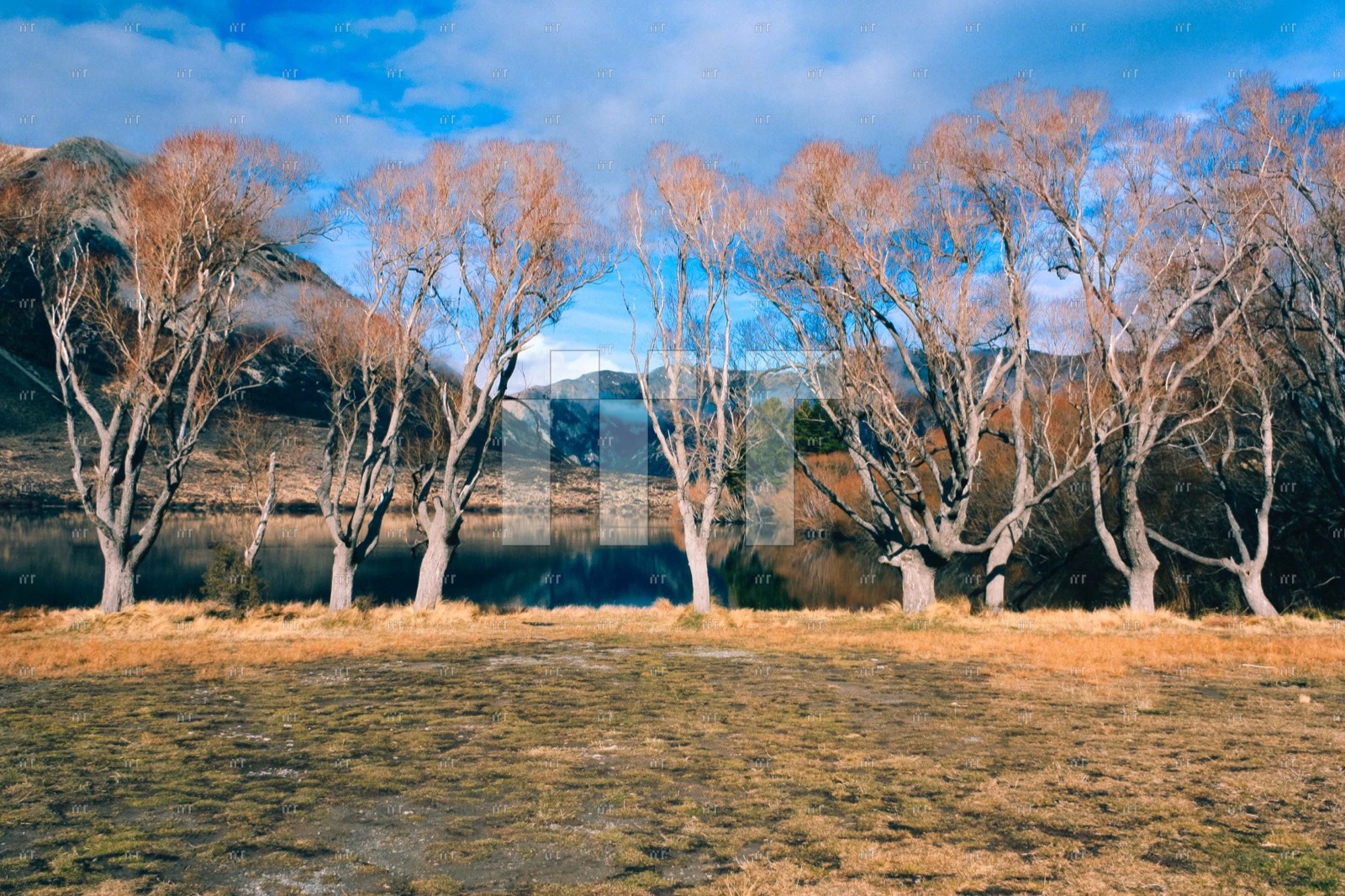 Bare trees glowing in low sun beside a lake under a blue sky