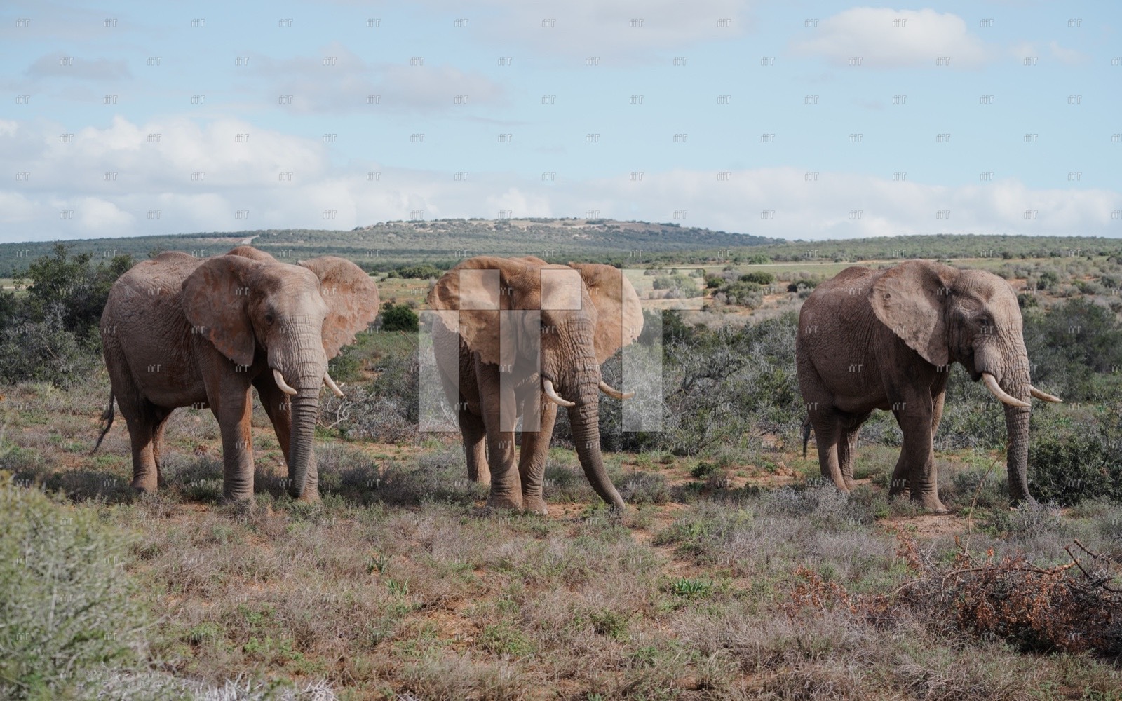 Three elephants walking across open grassland under a pale sky