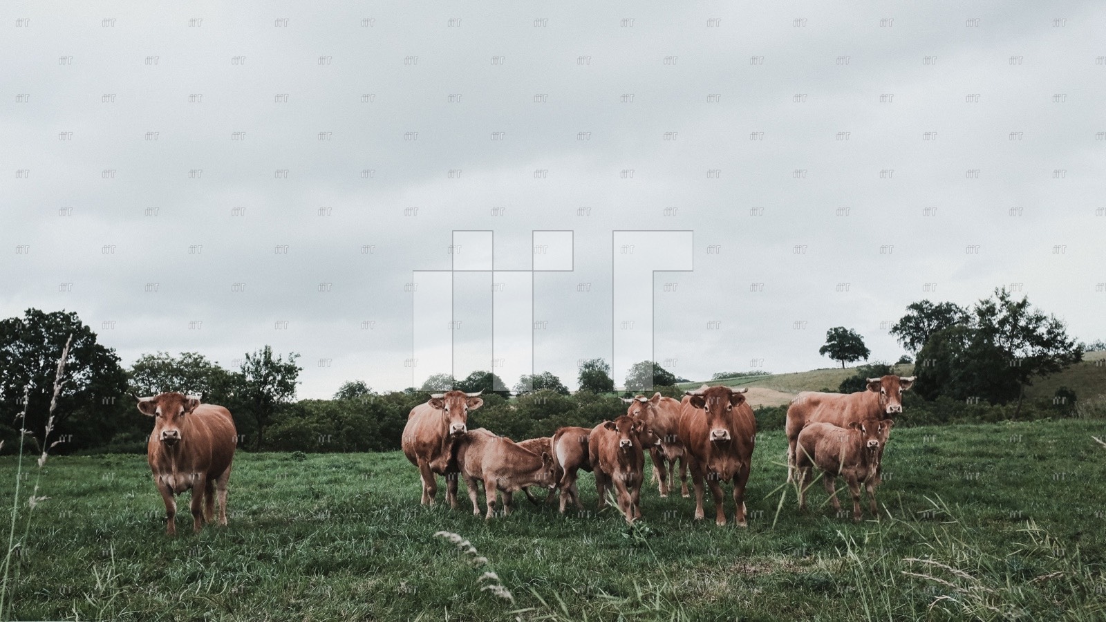 A herd of impala grazing on green grassland beneath a grey sky