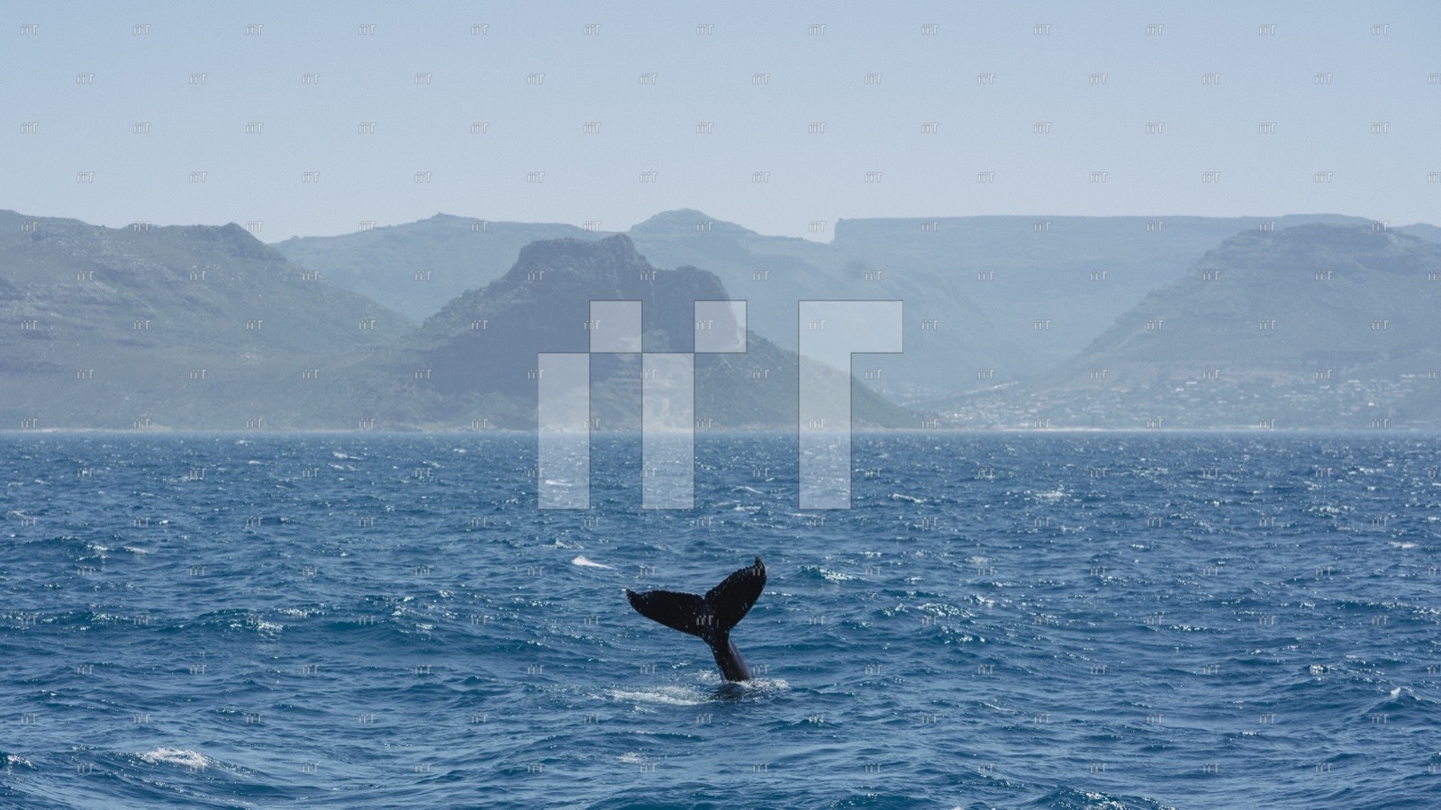 A southern right whale's tail rising from False Bay with mountains behind