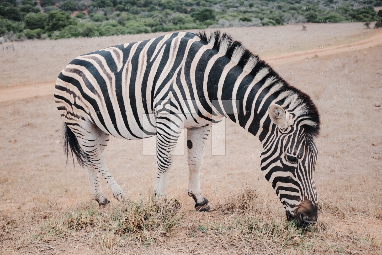 A zebra grazing on dry grass