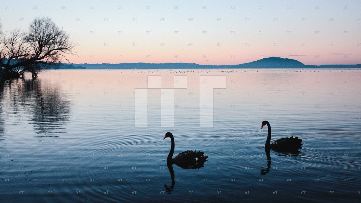 Two black swans on a still lake at dusk, a bare tree on the shore
