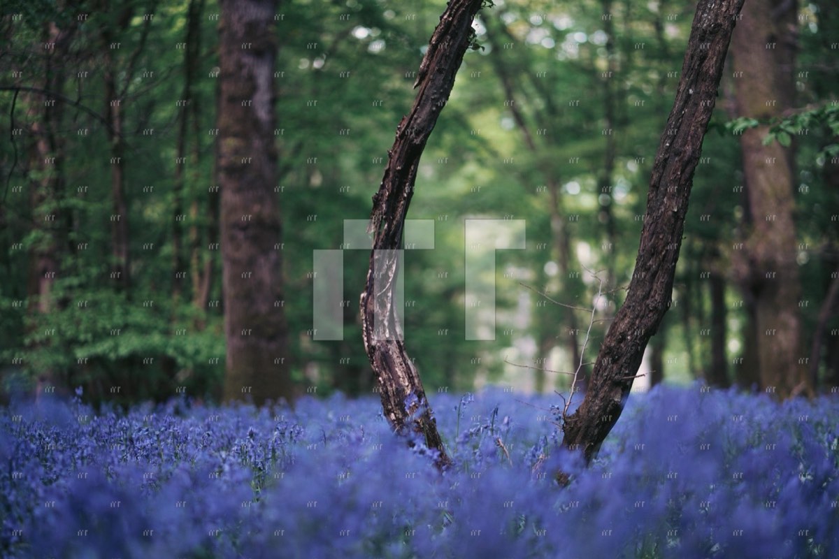 Tall trees in an East Sussex wood carpeted with bluebells