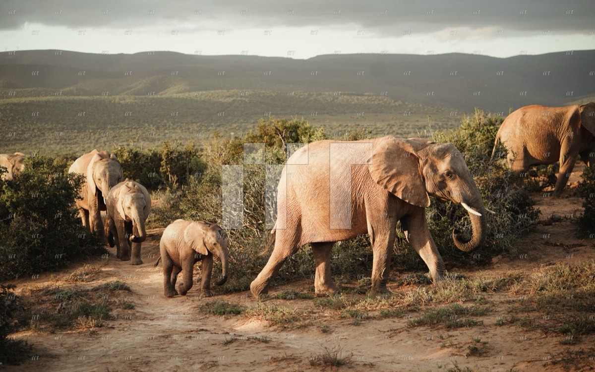 An elephant family with young calves walking through low bush