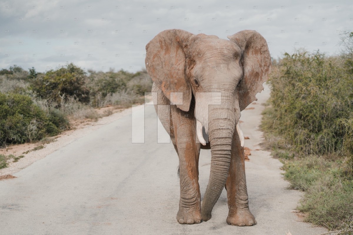 An elephant walking straight towards the camera along a dirt road