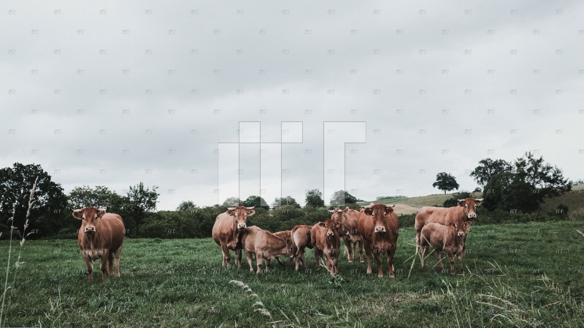 A herd of impala grazing on green grassland beneath a grey sky
