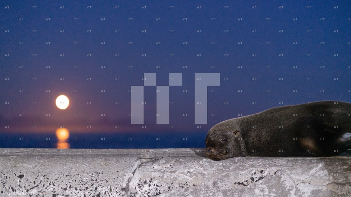 A seal resting by the water as the full moon rises over the sea