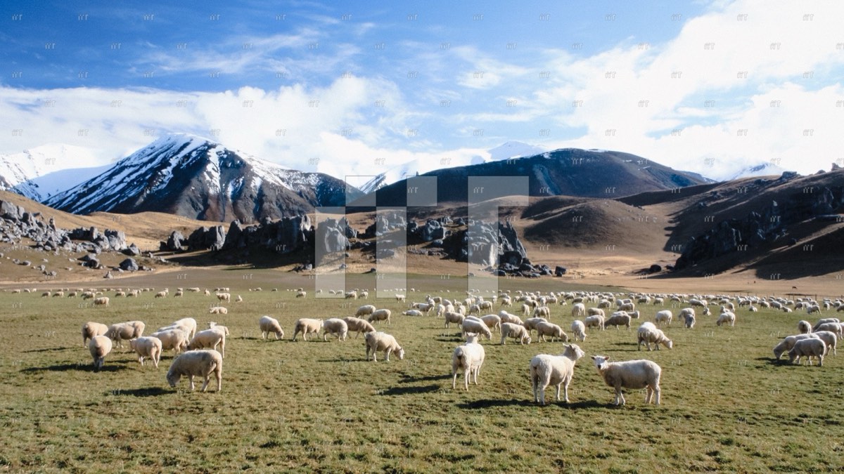 Sheep grazing on a pasture below snowy mountains