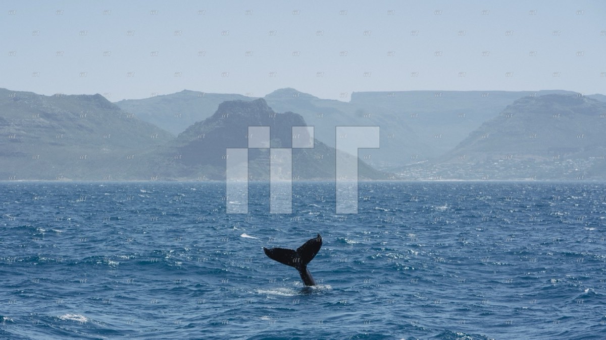 A southern right whale's tail rising from False Bay with mountains behind