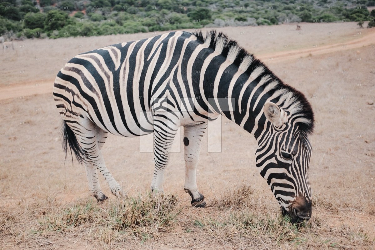 A zebra grazing on dry grass